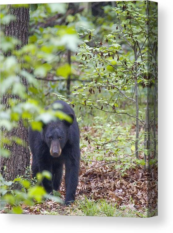 Black Bear Canvas Print featuring the photograph Stalking Black Bear in Woods by Michael Dougherty