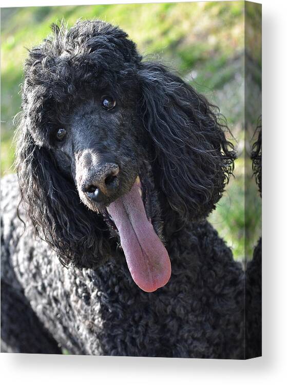 Standard Poodle Canvas Print featuring the photograph Standard Poodle by Lisa Phillips