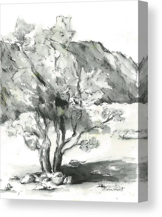 Mountains Canvas Print featuring the painting Graceful Smoketree by Maria Hunt