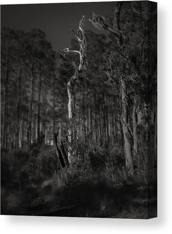 Black And White Canvas Print featuring the photograph Still Standing by Mario Celzner