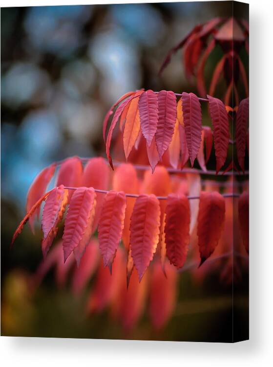 Sumac Canvas Print featuring the photograph Sumac Glow by James Barber