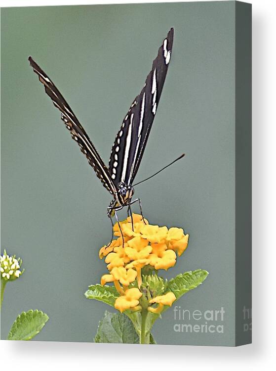 Butterfly Canvas Print featuring the photograph Summer Sipper by Carol Bradley