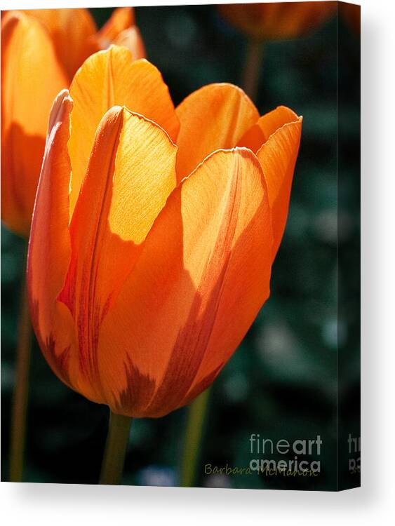 Flower Canvas Print featuring the photograph Sun Kissed Tulip by Barbara McMahon