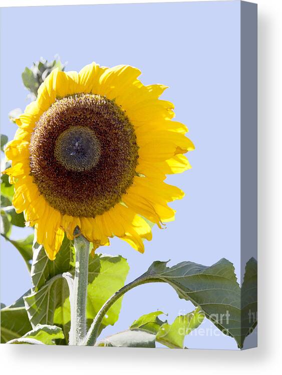 Sunflower Canvas Print featuring the photograph Sunflower in the blue sky by David Millenheft