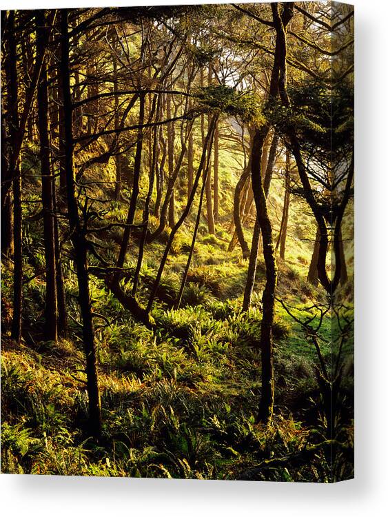 Photography Canvas Print featuring the photograph Sunlight On Fern Plants Growing In by Panoramic Images