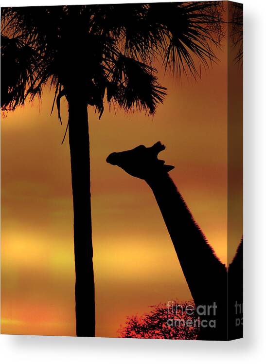 Sunset Canvas Print featuring the photograph Sunset Giraffe 2 by Joseph G Holland