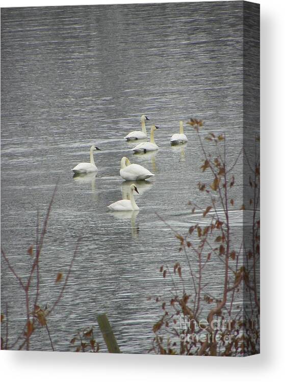  Canvas Print featuring the photograph Swans A Swimming by KD Johnson