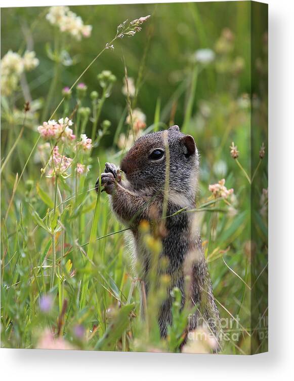 Squirrel Canvas Print featuring the photograph Tasty by Marty Fancy