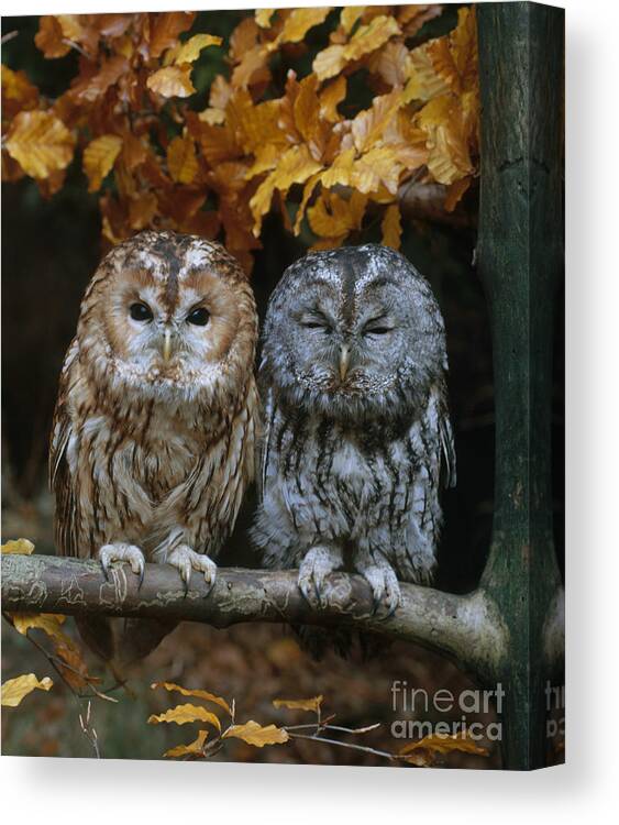 Animal Canvas Print featuring the photograph Tawny Owl by Hans Reinhard