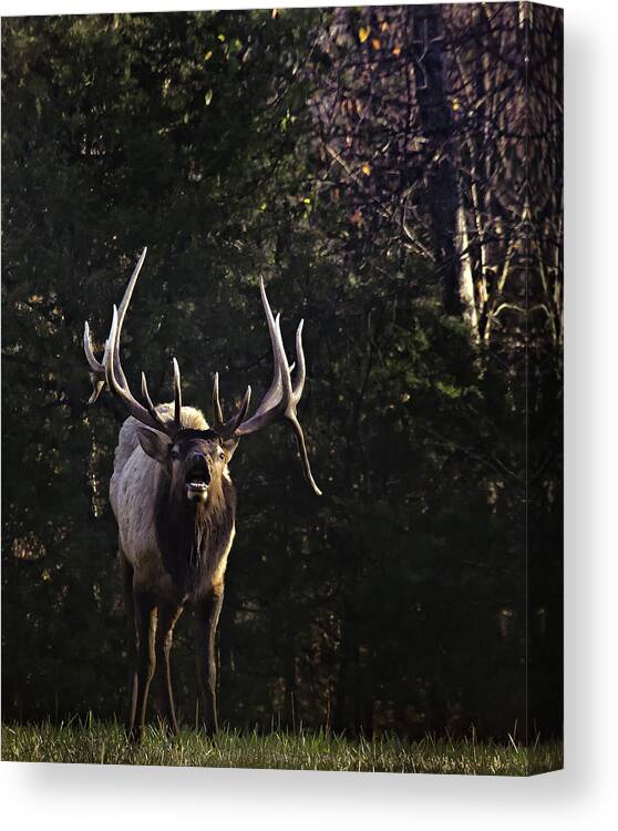 Bull Elk Canvas Print featuring the photograph The Boxley Stud Snuffing by Michael Dougherty