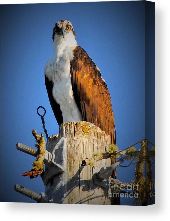 Osprey Canvas Print featuring the photograph The Cheater by Quinn Sedam