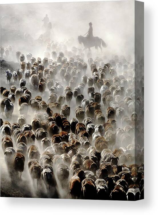 Sheep Canvas Print featuring the photograph The Great Migration Of China by Adam Wong