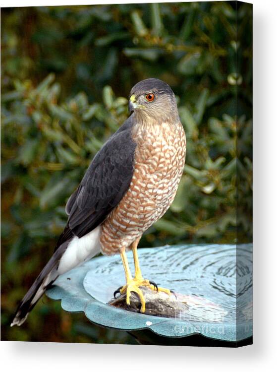 Bird Canvas Print featuring the photograph 1111A The Guard by NightVisions