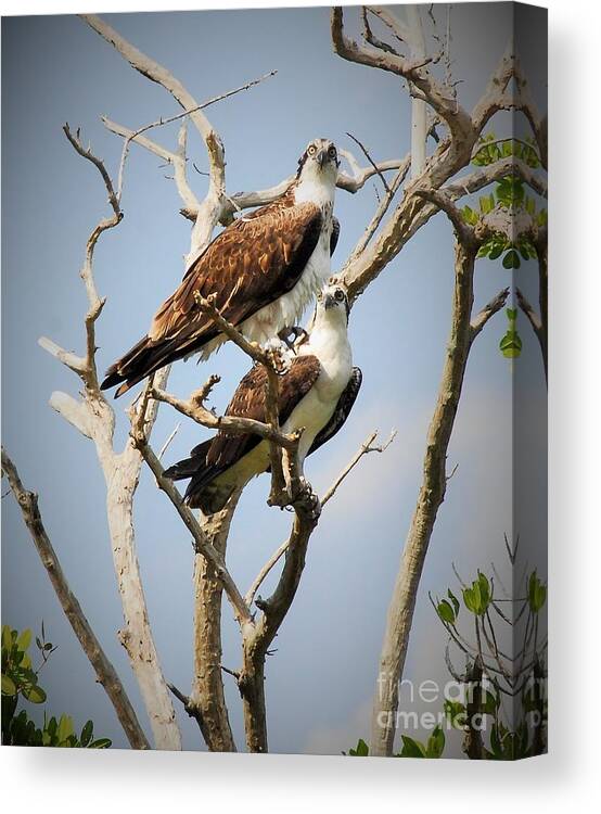 Osprey Canvas Print featuring the photograph The Happy Couple by Quinn Sedam