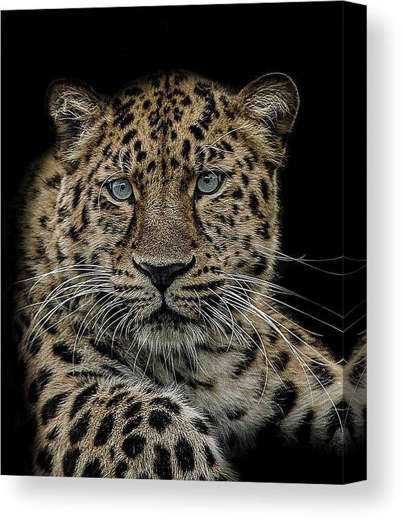 Amur Canvas Print featuring the photograph The interrogator by Paul Neville
