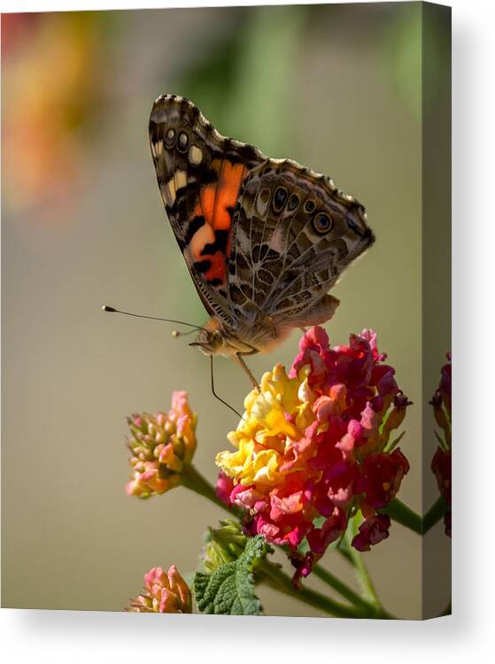 The Painted Lady Canvas Print featuring the photograph The Painted Lady by Ernest Echols