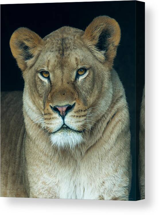 Lion Canvas Print featuring the photograph The Queen by Phil Abrams