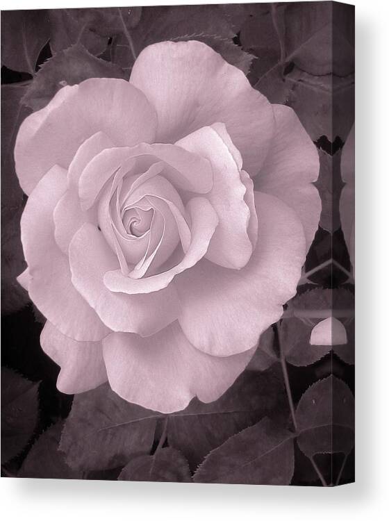 Rose Canvas Print featuring the photograph The Wonder of the Rose by Charles Lucas