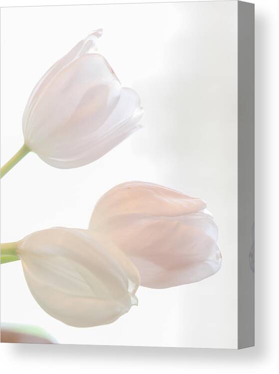 Flower Tullips Flowers Floral Three 3 Canvas Print featuring the photograph Three Sisters Reversed by David Coblitz