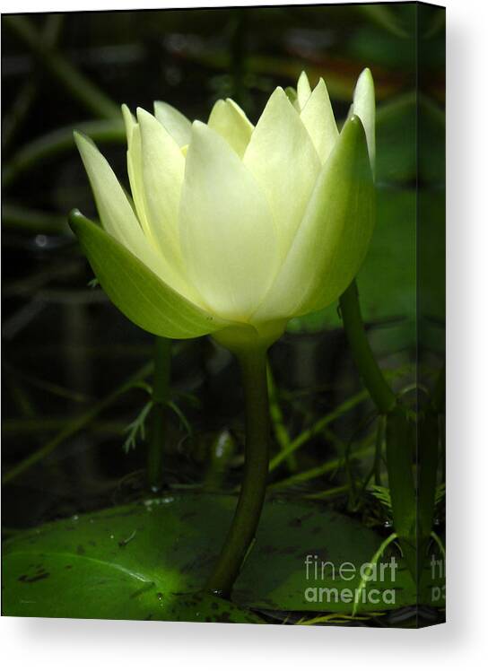 Nature Canvas Print featuring the photograph Tiny Water Lily by Deborah Smith
