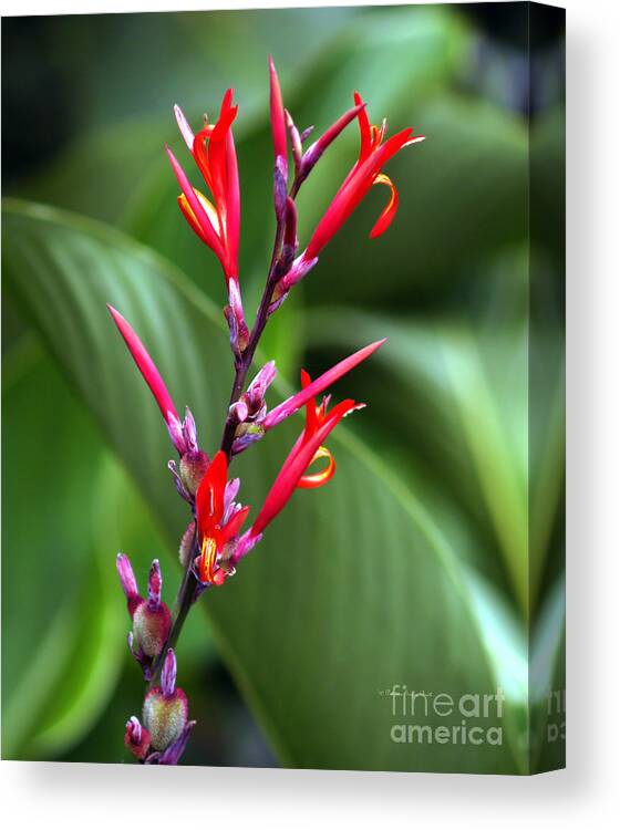 Fine Art Photography Canvas Print featuring the photograph Tongues of Flame by Patricia Griffin Brett