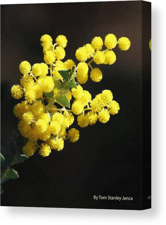 Trees At The Arboretum Canvas Print featuring the photograph Trees At The Arboretum by Tom Janca