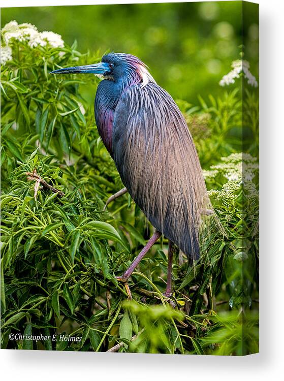 Heron Canvas Print featuring the photograph Tri-Color Heron by Christopher Holmes