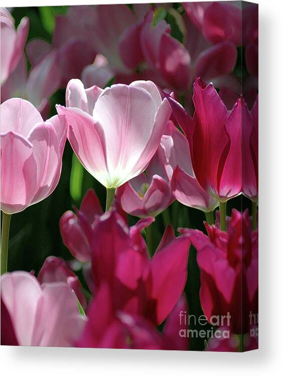 #tulip #spring #flower Canvas Print featuring the photograph Tulips For Spring by Kathleen Struckle