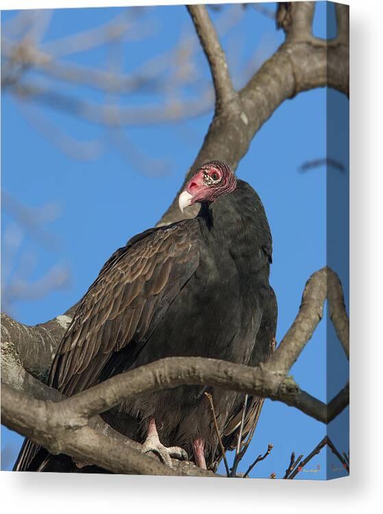 Marsh Canvas Print featuring the photograph Turkey Vulture DRB179 by Gerry Gantt