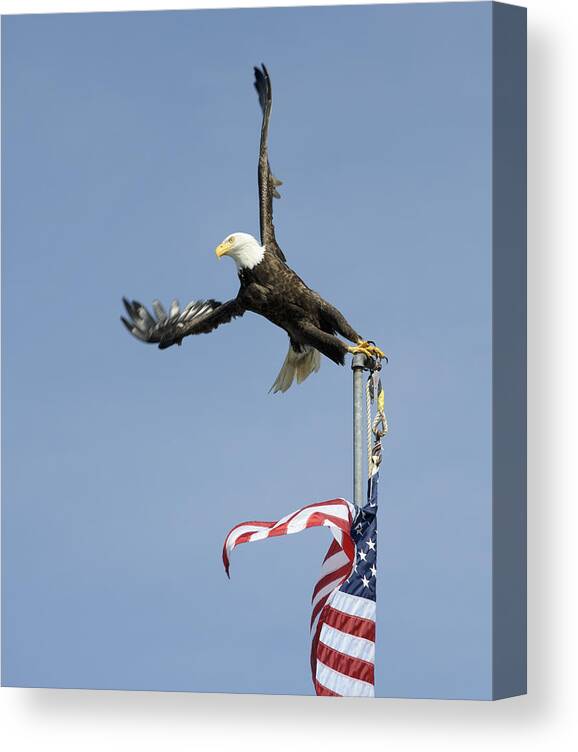 Eagle Canvas Print featuring the photograph Twisted Take-Off by Bob VonDrachek