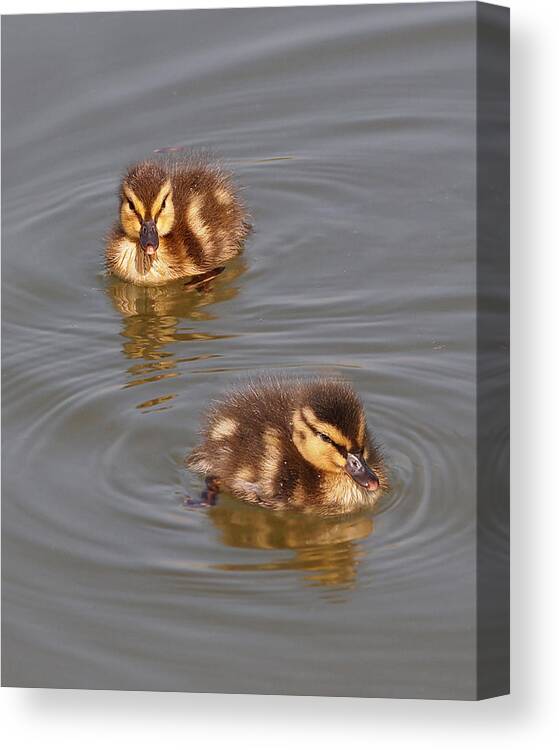 Ducklings Canvas Print featuring the photograph Two Baby Ducklings by Gill Billington