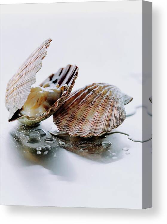 Cooking Canvas Print featuring the photograph Two Scallops by Romulo Yanes
