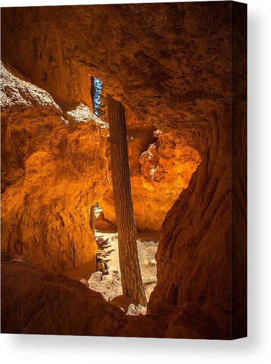 Bryce Canvas Print featuring the photograph Unexpected Tree 1 by Dwight Theall