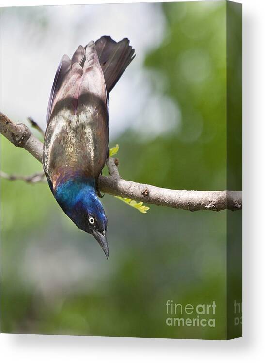 Bird Canvas Print featuring the photograph Untitled by Jan Piller