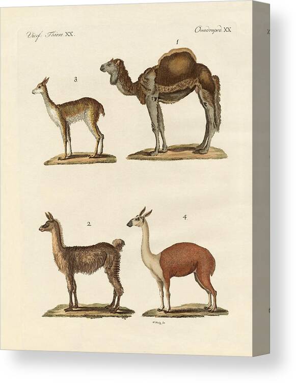 Dromedary Canvas Print featuring the drawing Various camels by Splendid Art Prints