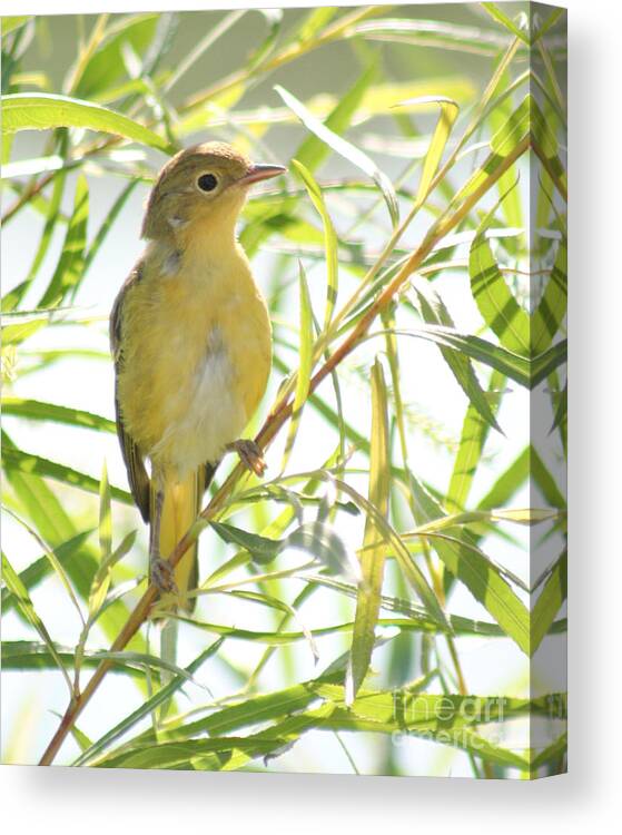 Warbler Canvas Print featuring the photograph Very Yellow Warbler by Anita Oakley