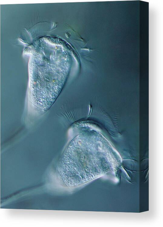 Vorticella Sp. Canvas Print featuring the photograph Vorticella Protist by Sinclair Stammers/science Photo Library