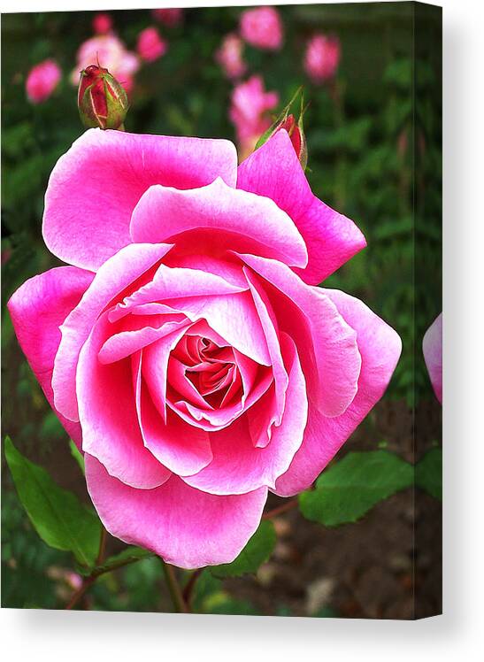Rose Canvas Print featuring the photograph Wake Up and Smell the Roses by Abram House