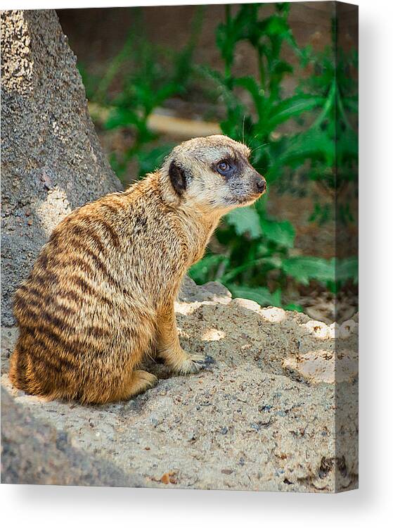 Meerkat Canvas Print featuring the photograph Watchful Meerkat Vertical by Jon Woodhams