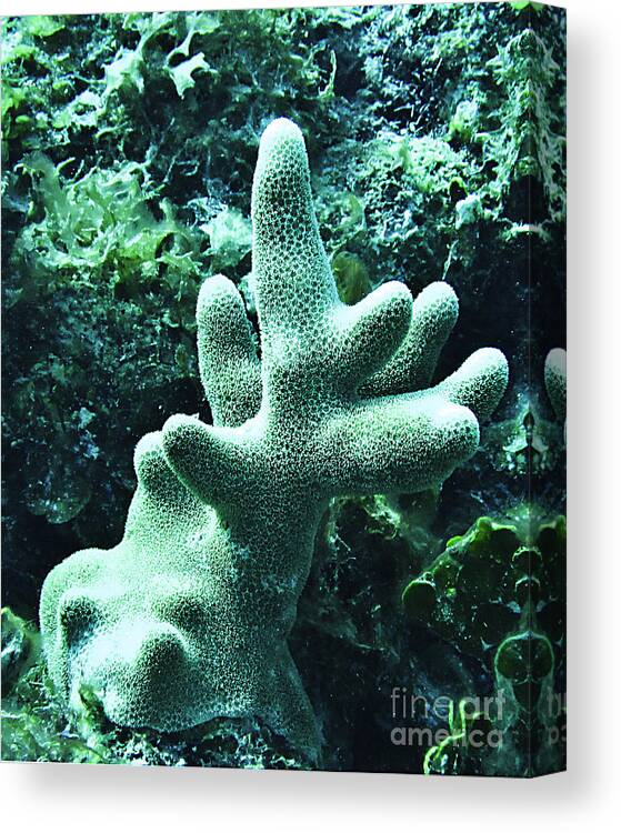 Deep Sea Canvas Print featuring the photograph Water World two by Ken Frischkorn