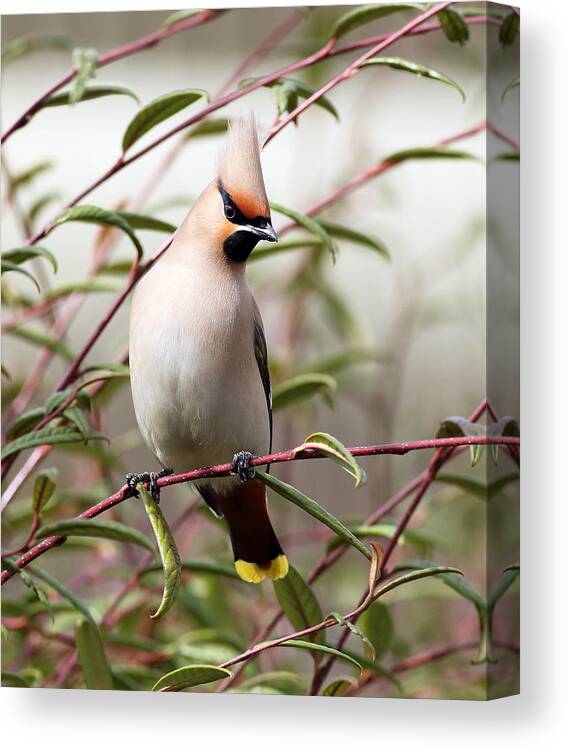 Bird Canvas Print featuring the photograph Waxwing by Grant Glendinning