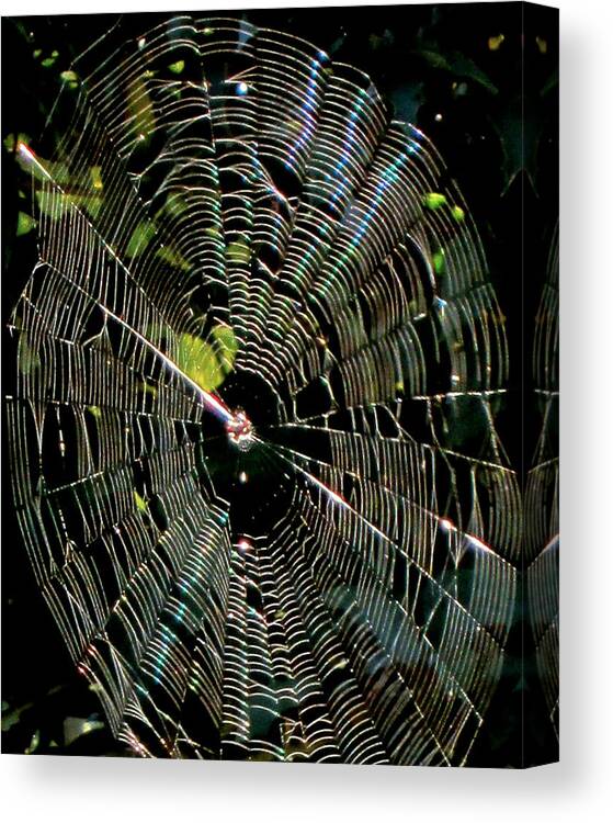 Spider Canvas Print featuring the photograph Web Site by Alan Metzger