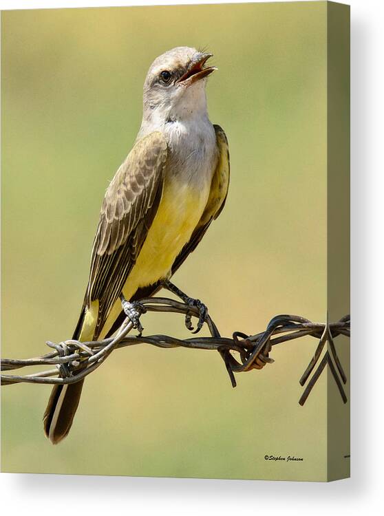 Western King Bird Canvas Print featuring the photograph Western King Bird Smiling by Stephen Johnson