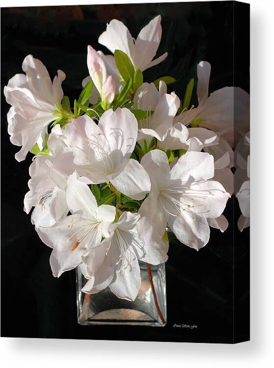 Azalea Canvas Print featuring the photograph White Azalea Bouquet in Glass Vase by Connie Fox