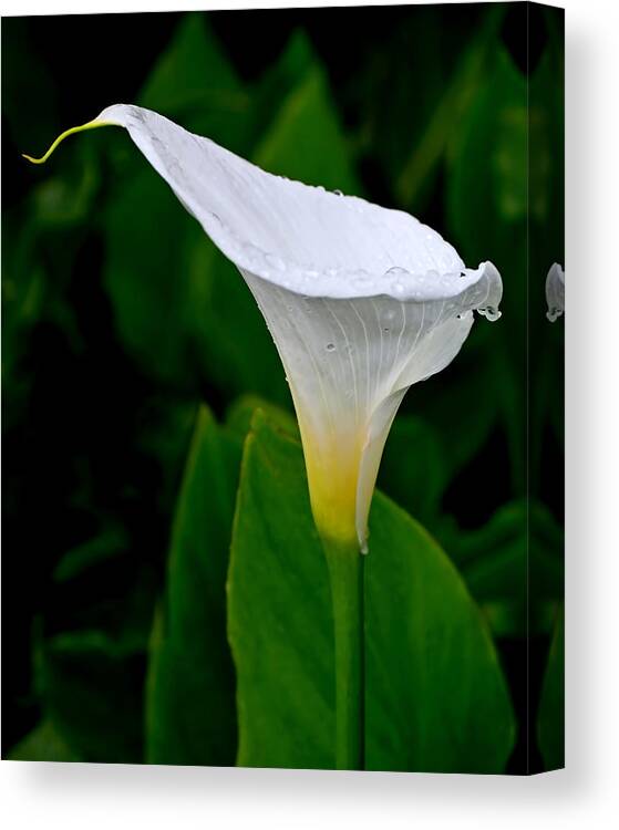 Lily Canvas Print featuring the photograph White Calla by Rona Black
