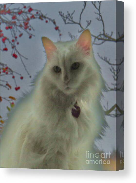 White Cat Canvas Print featuring the photograph White Cat Dreams by Judy Via-Wolff