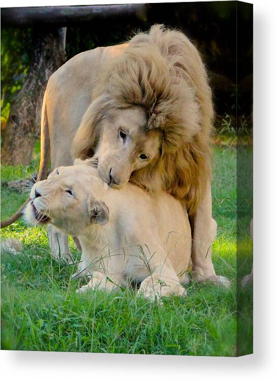 Panthera Leo Krugeri Canvas Print featuring the photograph How About a Nibble My Love by Venetia Featherstone-Witty