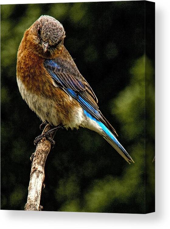 Bluebird Canvas Print featuring the photograph Why so Blue by John Crothers