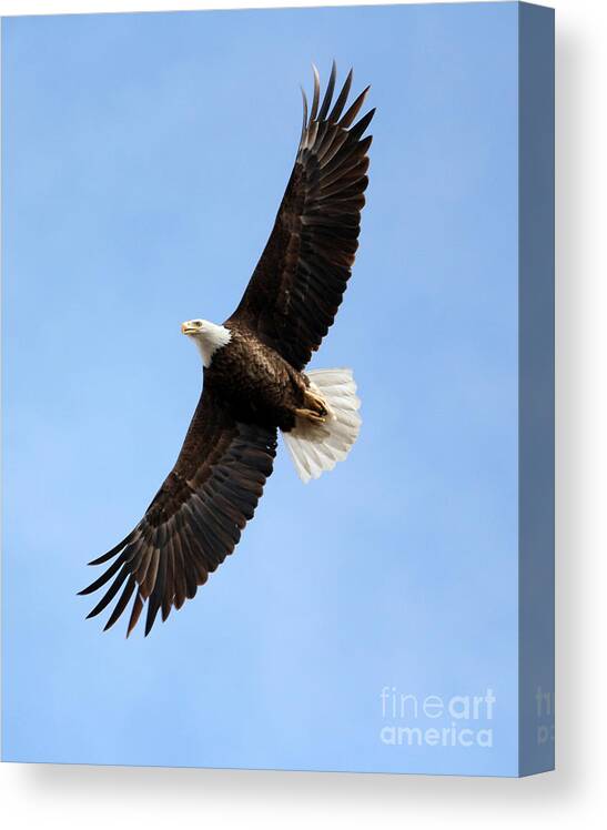 Bald Eagle Canvas Print featuring the photograph Wild wings by Lori Tordsen