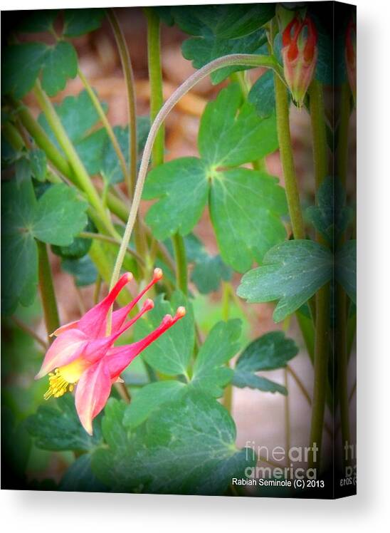Flowers Canvas Print featuring the photograph Wildflowers by Rabiah Seminole